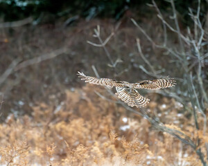 Barred owl in flight