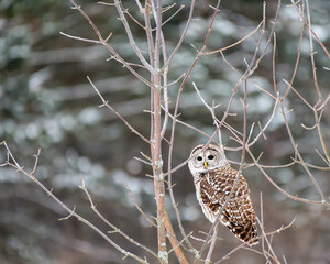 Barred owl