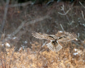 Barred owl in flight