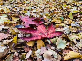 View of a red Chinar (Platanus orientalis) leaf on ground