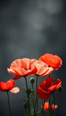 beautiful tender blossoming of fresh poppy flowers on transparent background, dramatic atmosphere, with white tones