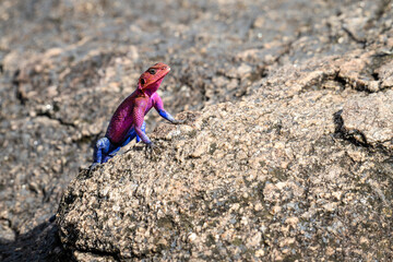 Very colorful male agama lizard, in pink and blue, posing on a rock, African wildlife on adventure safari in Kenya
