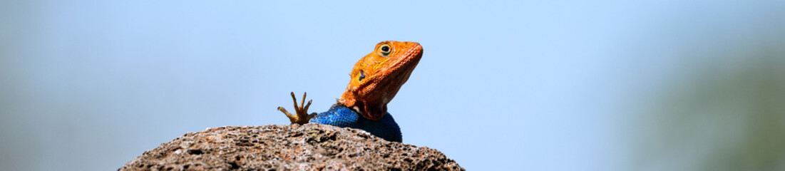 Very colorful male agama lizard, in orange and blue, posing on a rock, African wildlife on adventure safari in Kenya
