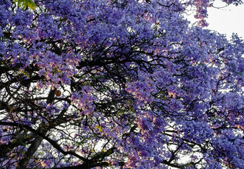 Vibrant jacaranda tree in full bloom with delicate purple flowers illuminated by soft sunlight