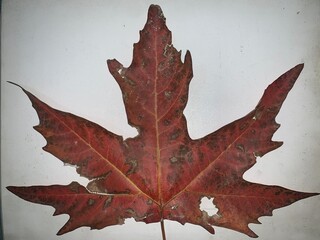 View of a red Chinar (Platanus orientalis) leaf in white background.