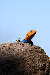 Very colorful male agama lizard, in orange and blue, posing on a rock, African wildlife on adventure safari in Kenya
