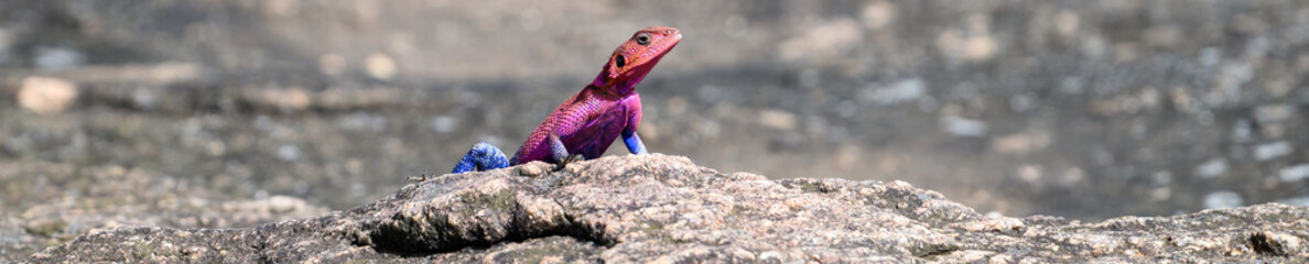 Very colorful male agama lizard, in pink and blue, posing on a rock, African wildlife on adventure safari in Kenya
