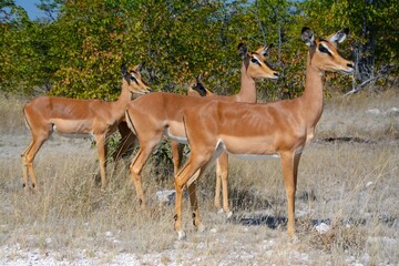 The black-faced impala (Aepyceros melampus petersi) in Etosha National Park (Kunene region, northwestern Namibia)