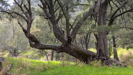 Fototapeta premium Old twisted trees near a creek