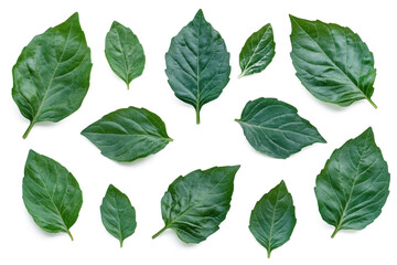 real basil isolate on white