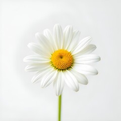 Fototapeta premium Chamomile Flower on white background. 