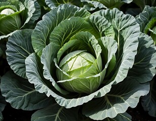 Obraz premium Green Cabbage Head Growing In A Garden Field