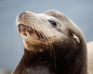 Sealion portrait image in Morro Bay.