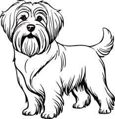 bouvier des flandres dog line vector illustration  white background