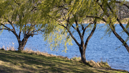 old trees beside a lake