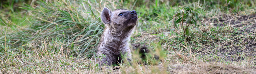 Obraz premium Cute little furry Hyena baby pup outside the den in the Maasai Mara National Reserve, African wildlife on adventure safari game drive in Kenya 