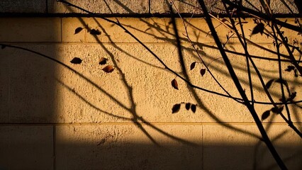 On a warm spring morning, the sun shines on the empty wall, the dappled shadows of tree branches and leaves are printed on the wall, and there are sparrows on the branches of the wall for product pres