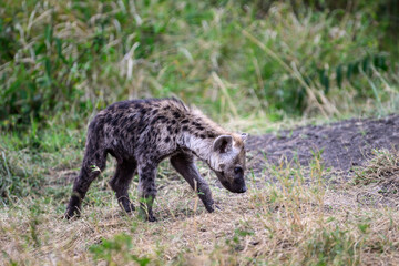 Fototapeta premium Cute little furry Hyena baby pup outside the den in the Maasai Mara National Reserve, African wildlife on adventure safari game drive in Kenya 