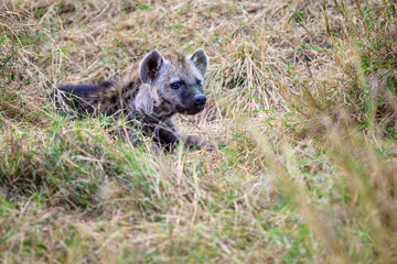 Cute little furry Hyena baby pup outside the den in the Maasai Mara National Reserve, African wildlife on adventure safari game drive in Kenya
