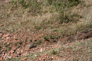 Leopard Tortoise walking in the Maasai Mara National Reserve, African wildlife on adventure safari game drive in Kenya
