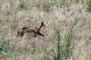 Elusive wild Serval spotted cat walking in the tall grass of the Mara Conservancy, African wildlife on adventure safari game drive in Kenya
