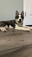 Husky puppy