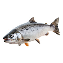 real raw salmon isolate on white