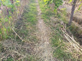 The path in the Park, covered with dry grass. Green plants grow nearby