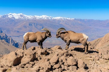 Naklejka premium A dramatic action shot of an ibex sparring with another, their horns locked in an intense display of strength