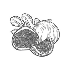 A fig, a half, a slice of a fig and a leaf in the style of line drawing