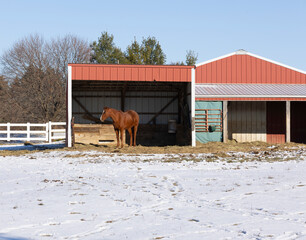 A horse standing in a run-in shed on a sunny winter day with snow in the pasture and another run-in...