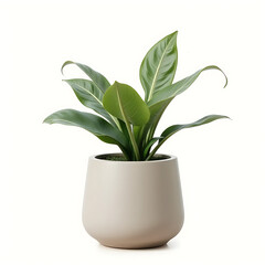 plant in a pot