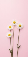 Obraz premium Minimalist White Daisy Flowers on Soft Pink Background for Spring Aesthetics