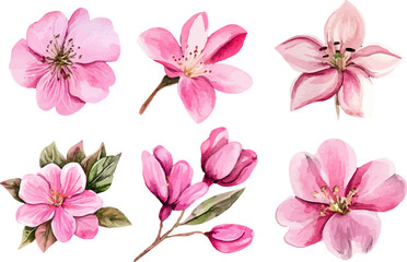 blossom isolated on white