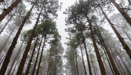 Towering Pine Trees in a Foggy Commercial Forestry Plantation