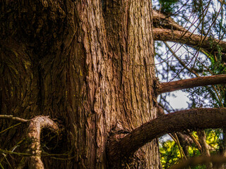 Close View Of Large Yew Trunk