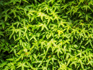 Massed Rough Bark Japenese Maple Leaves