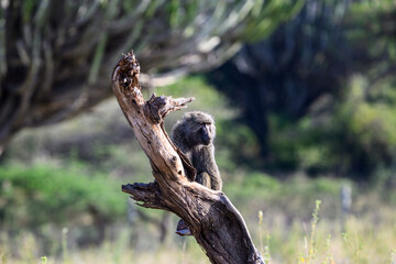 Funny and entertaining Olive Baboon perched on a dead tree trunk in the Lewa Conservancy, African wildlife on adventure safari game drive in Kenya
