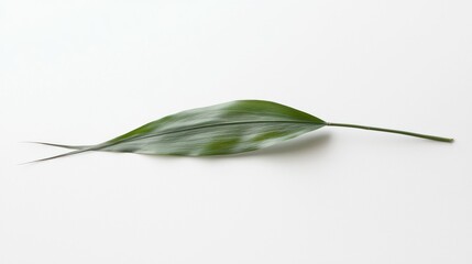 Fototapeta premium A single green leaf resting on a white surface, showcasing its shape and texture.