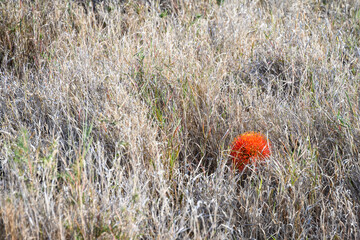 Fireball Lily, large wildflower, blooming in tall savanna grass in the Lewa Conservancy, African...