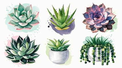 Watercolor Succulents Collection Aloe Echeveria More House Plants