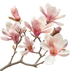 Obraz premium Magnolia flowers on a branch isolated on white background. Spring blossom.