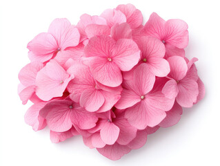 A cluster of delicate pink hydrangea flowers arranged beautifully, showcasing their soft petals and vibrant hue.