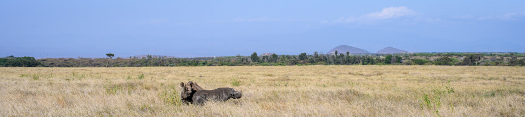 Fototapeta premium Black Rhino mother and calf walking, Critically Endangered Conservation status, in grass savanna in the Lewa Conservancy, African wildlife on adventure safari game drive in Kenya 