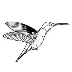 hummingbird