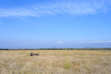 Black Rhino mother and calf walking, Critically Endangered Conservation status, in grass savanna in the Lewa Conservancy, African wildlife on adventure safari game drive in Kenya
