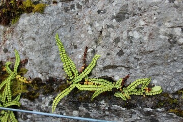 plants in stone