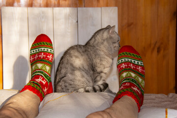 A beautiful gray British cat sits next to a man's legs in New Year's socks
