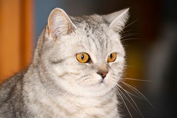 Fototapeta premium Muzzle of a beautiful British cat with beautiful amber eyes close-up