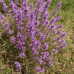 Obraz premium flowers in the garden